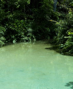 a body of water surrounded by trees